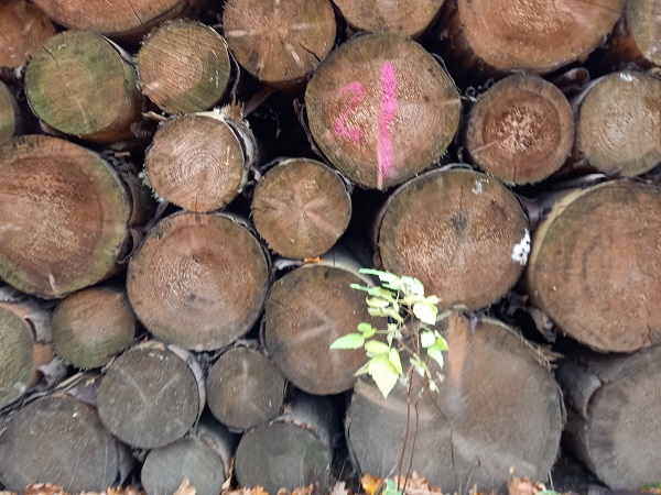 Am Wegesrand im Wald 