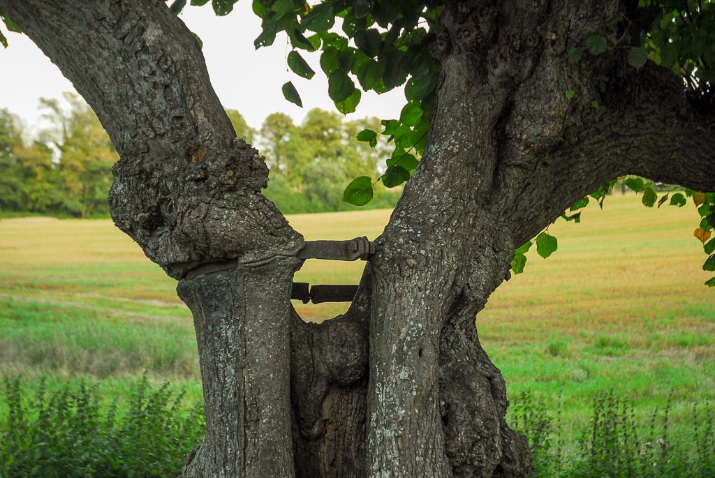 Waldkunst 2 von Inka Schröder